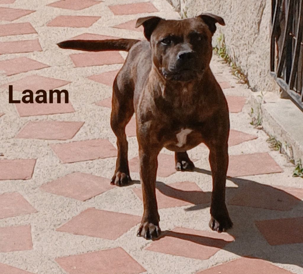 Veritable perseverance De La Terre Des Bulls - Confirmation validée