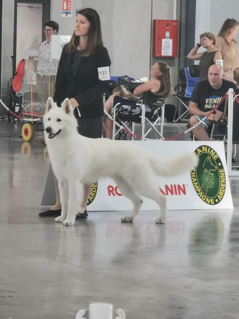 CH. Tzar De La Niche De Kristal