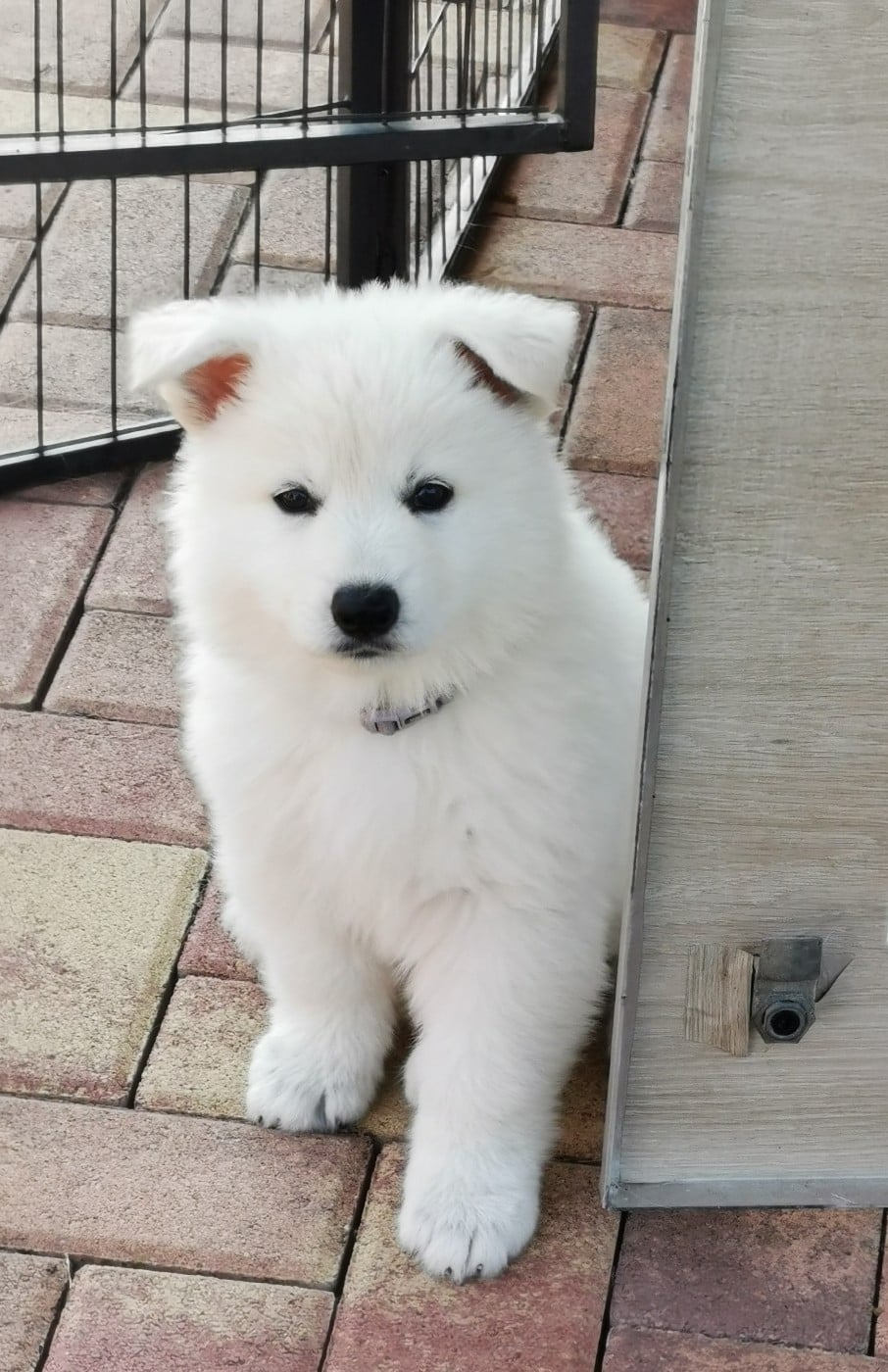 CHIOT 7 - Berger Blanc Suisse
