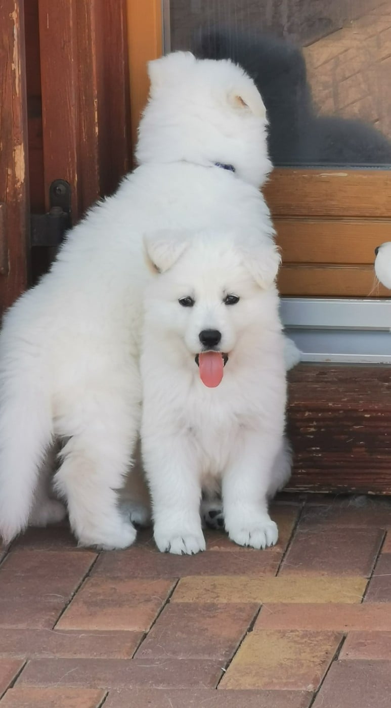 CHIOT 8 - Berger Blanc Suisse