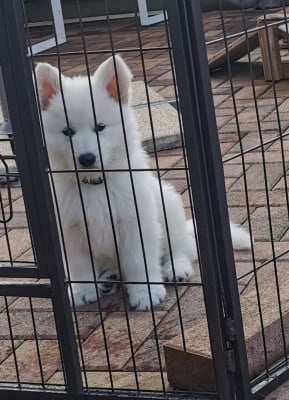 Les chiots de Berger Blanc Suisse