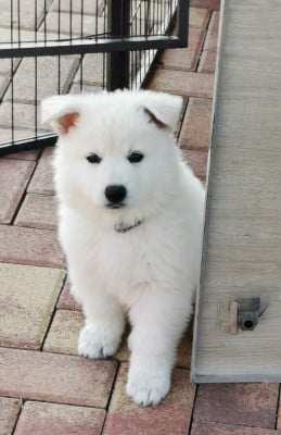 Les chiots de Berger Blanc Suisse