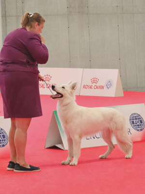 Les chiots de Berger Blanc Suisse