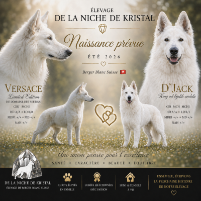 CHIOT 2 - Berger Blanc Suisse