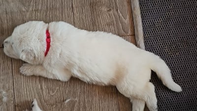 Les chiots de Berger Blanc Suisse