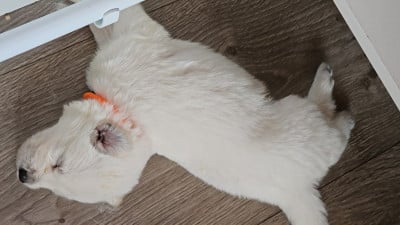 Les chiots de Berger Blanc Suisse