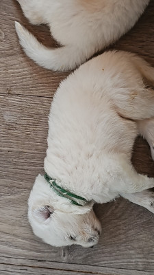 Les chiots de Berger Blanc Suisse