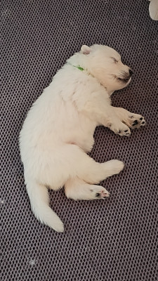 Les chiots de Berger Blanc Suisse