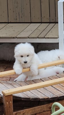 Les chiots de Berger Blanc Suisse