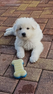 Les chiots de Berger Blanc Suisse