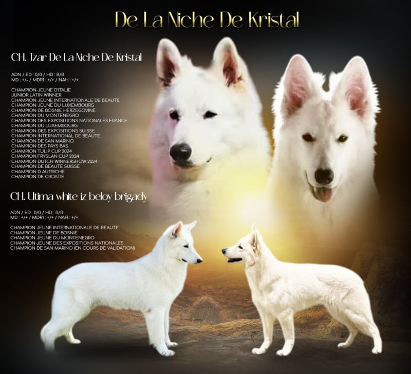 Berger Blanc Suisse - De La Niche De Kristal