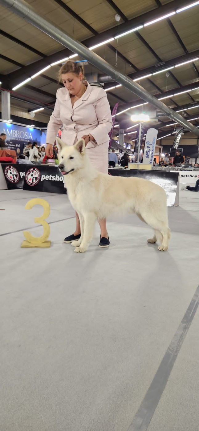 CH. D'jack king od bijelih anđela - 1 EXCELLENT CAC BOB BOG3