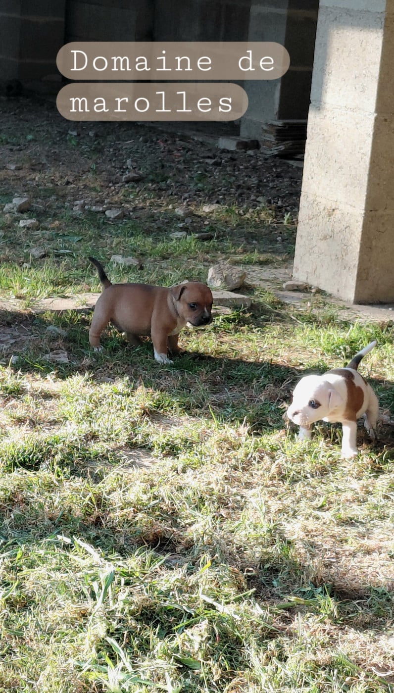 Staffordshire Bull Terrier - De Marolles