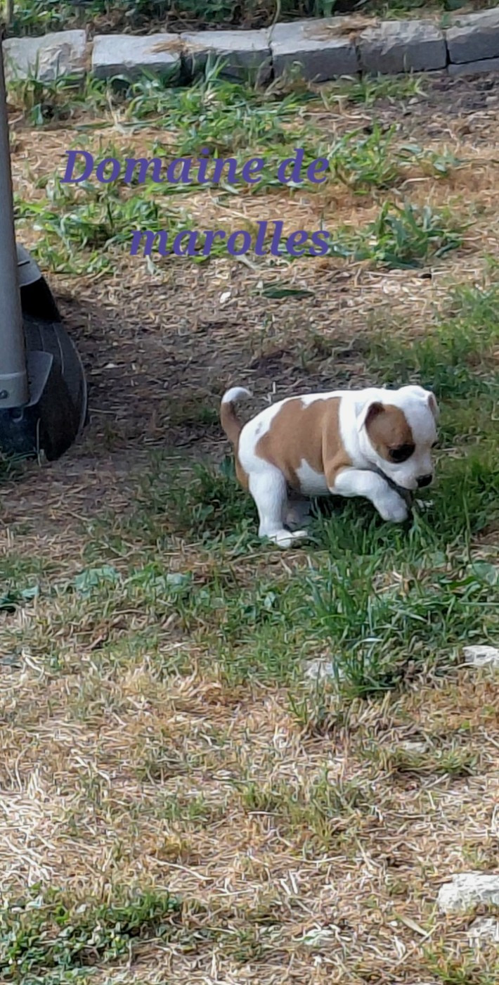 Chiot N°5
