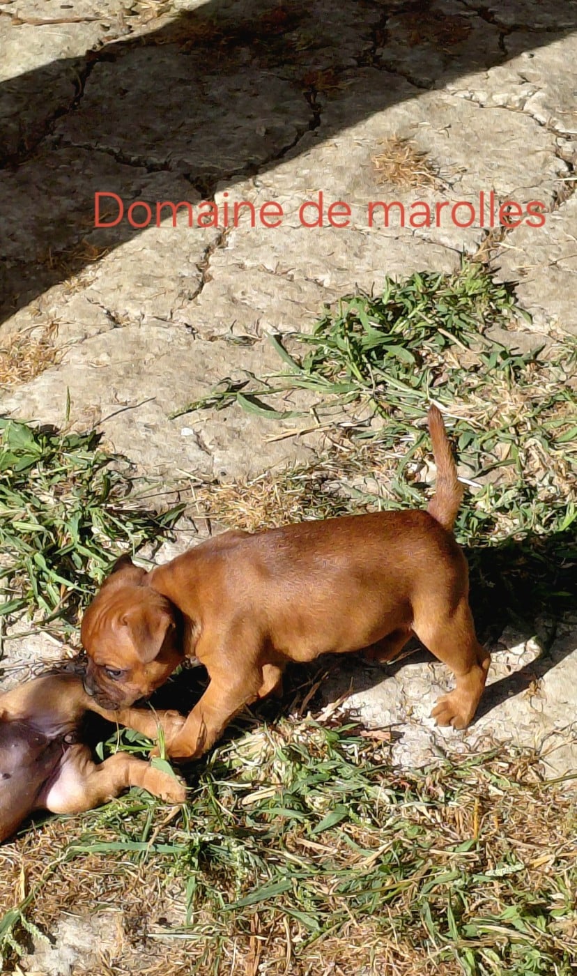 Chiot N°4 - Staffordshire Bull Terrier