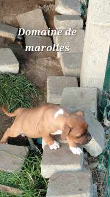 Les chiots de Staffordshire Bull Terrier
