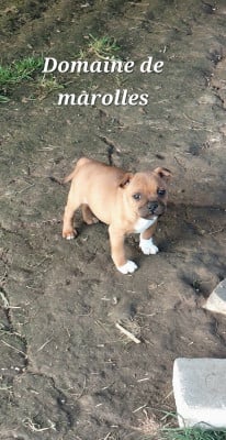 Les chiots de Staffordshire Bull Terrier