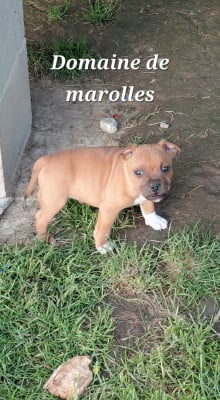 Les chiots de Staffordshire Bull Terrier