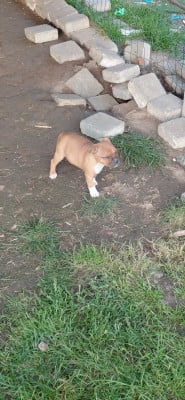 Les chiots de Staffordshire Bull Terrier