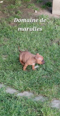 Les chiots de Staffordshire Bull Terrier