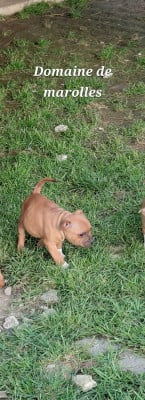 Les chiots de Staffordshire Bull Terrier