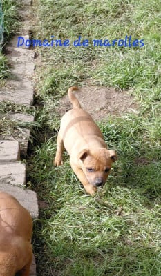 Les chiots de Staffordshire Bull Terrier