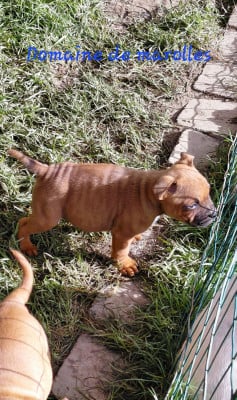 Les chiots de Staffordshire Bull Terrier