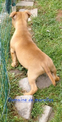 Les chiots de Staffordshire Bull Terrier