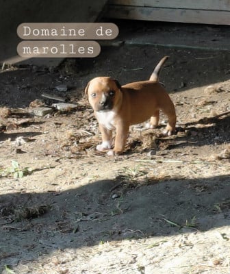 Les chiots de Staffordshire Bull Terrier