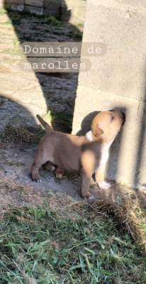 Les chiots de Staffordshire Bull Terrier