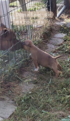 Les chiots de Staffordshire Bull Terrier