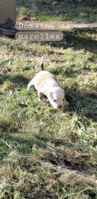 Les chiots de Staffordshire Bull Terrier