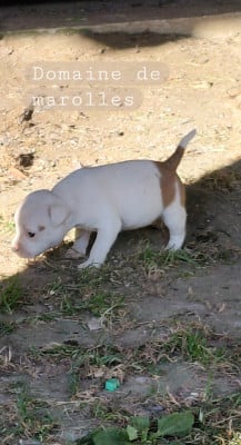 Les chiots de Staffordshire Bull Terrier