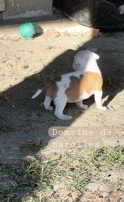 Chiot N°6 - Staffordshire Bull Terrier