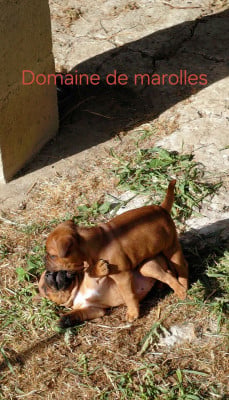 Les chiots de Staffordshire Bull Terrier