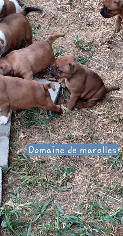 Staffordshire Bull Terrier - De Marolles