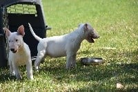 Étalon Bull Terrier - Bullywara Puts hope to my eyes