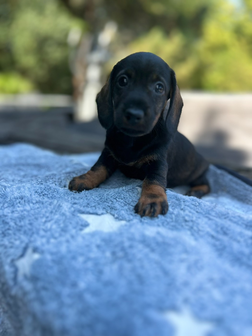 Bella