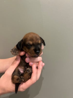 Les chiots de Teckel poil dur