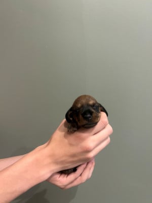 Les chiots de Teckel poil dur