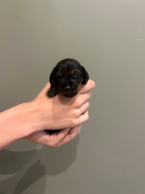 Les chiots de Teckel poil dur