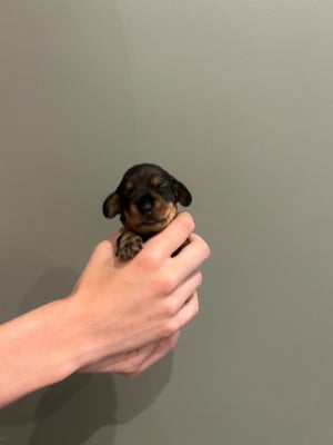 Les chiots de Teckel poil dur