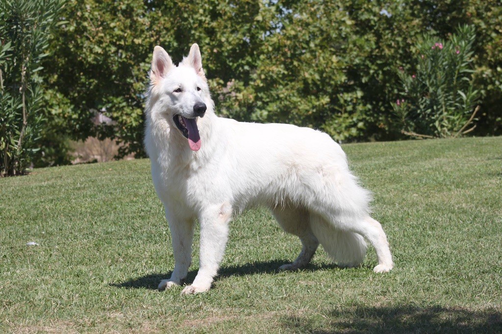 Publication : légend of the white shepherd Auteur : Sandrine tsitsichvili
