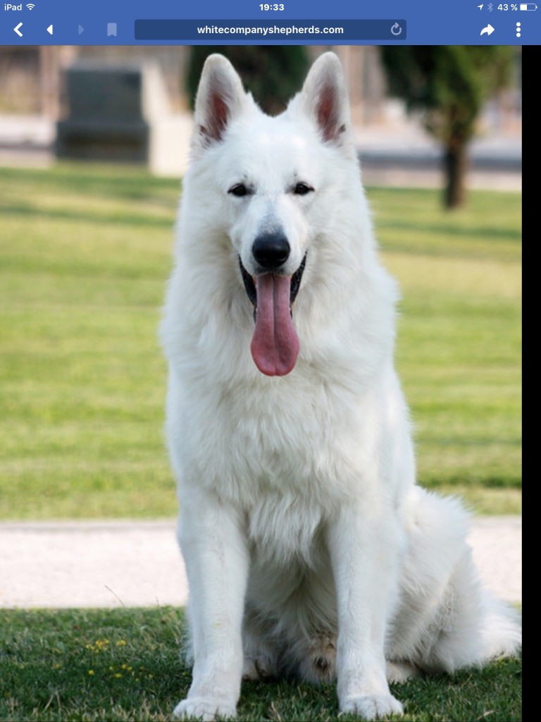 Publication : légend of the white shepherd Auteur : Sandrine tsitsichvili