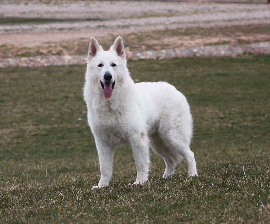 Publication : légend of the white shepherd Auteur : Sandrine tsitsichvili