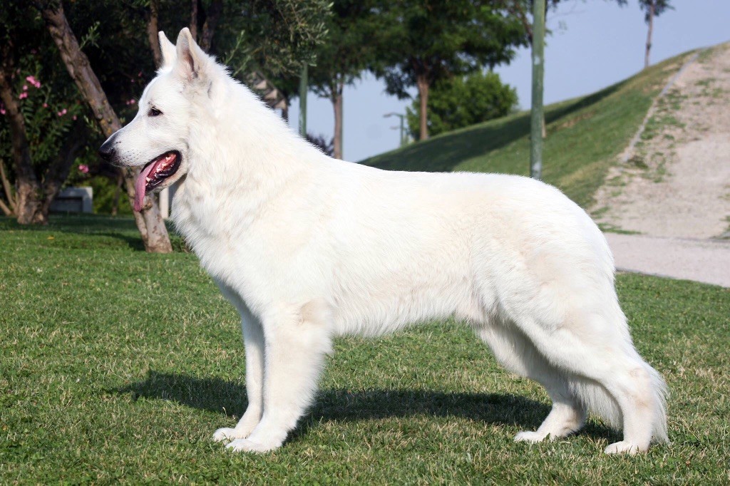 Publication : légend of the white shepherd Auteur : Sandrine tsitsichvili