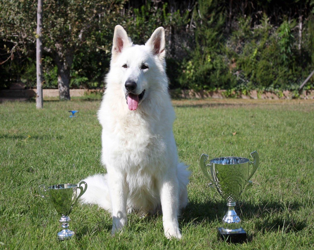 Publication : légend of the white shepherd Auteur : Sandrine tsitsichvili