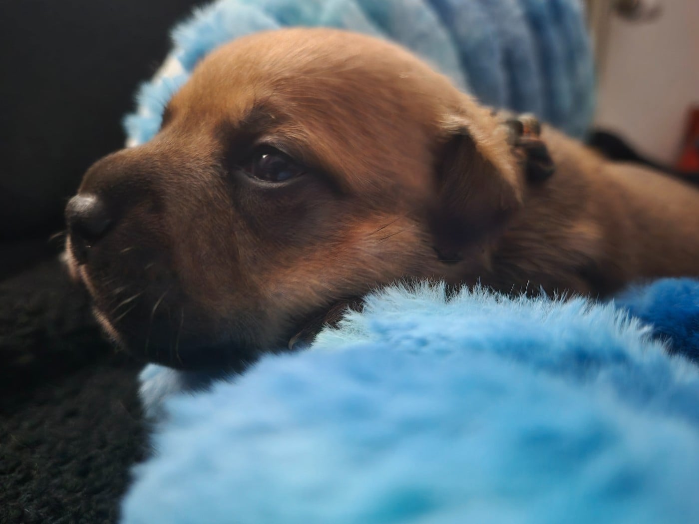 Biscuit