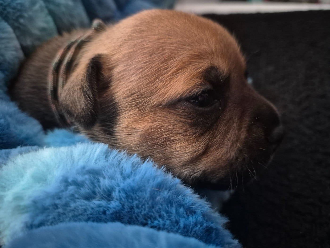 Biscuit