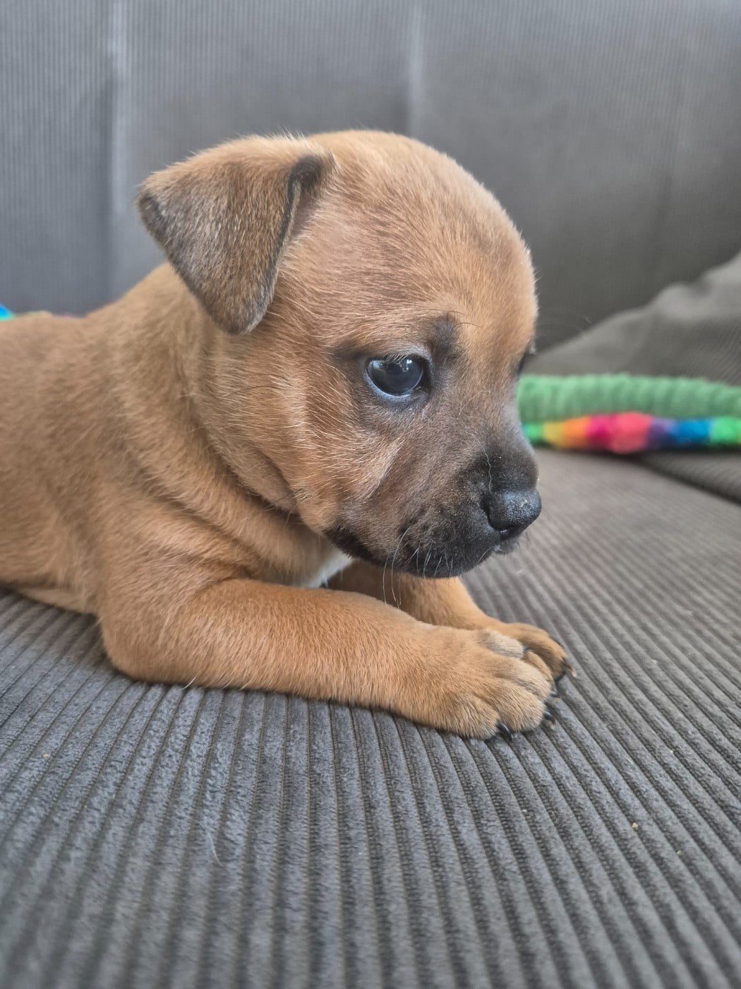 Biscuit